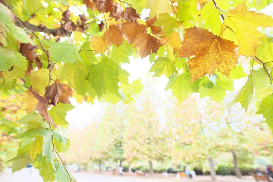 kiccyomuのインスタグラム：「☁️ 2020.11.08 Sun #新宿御苑 #プラタナス も、少し… 秋🍁 落葉の絨毯もサクサク😊  スッキリしない週末の天気☁️ 日曜日…今日も元気に🤗  location #東京 📷撮影 2020年11月07日」