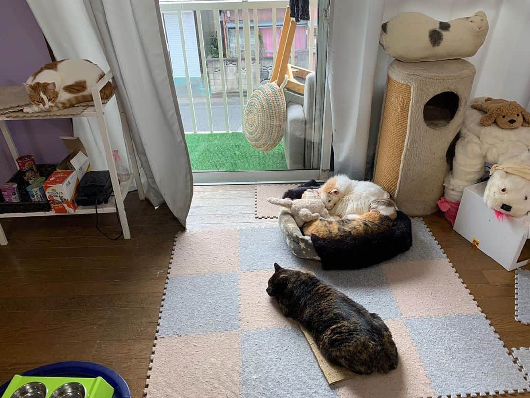 Kachimo Yoshimatsuさんのインスタグラム写真 - (Kachimo YoshimatsuInstagram)「みんな寝てるな。 午前中は寝る時間。  ここの所、おかきとカスちゃんが仲がいい。  #うちの猫ら #猫 #ねこ #cat #ネコ #catstagram #ネコ部 http://kachimo.exblog.jp」11月8日 10時23分 - kachimo