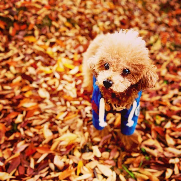 日々野真理のインスタグラム：「秋 ・ #秋 #お散歩 #落ち葉の絨毯」