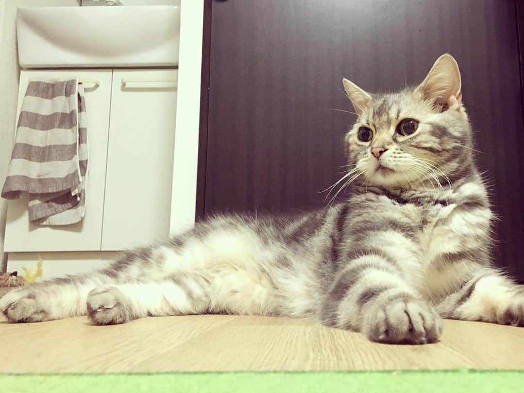 のインスタグラム：「※ いや、後ろ足セクシーすぎるやろ。  #ニューヨークの屋敷さんの言いかたで」
