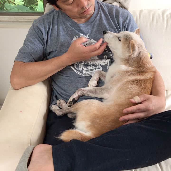 柴犬リリコのインスタグラム：「パパの腹ベッド🤰🏻はふかふかで気持ちいいんだワン🐶」