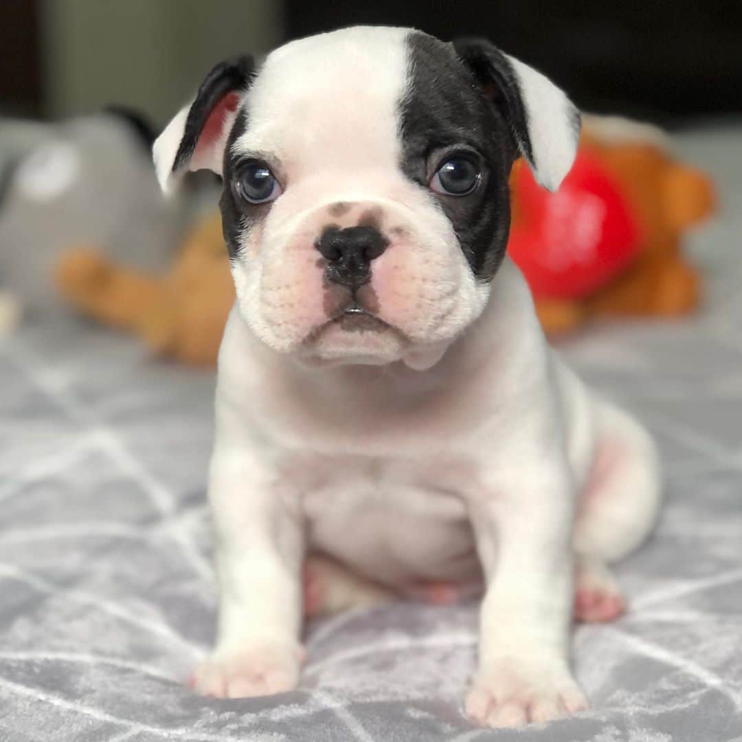Regeneratti&Oliveira Kennelのインスタグラム：「So Cute 🥰 #frenchie #frenchbulldog」