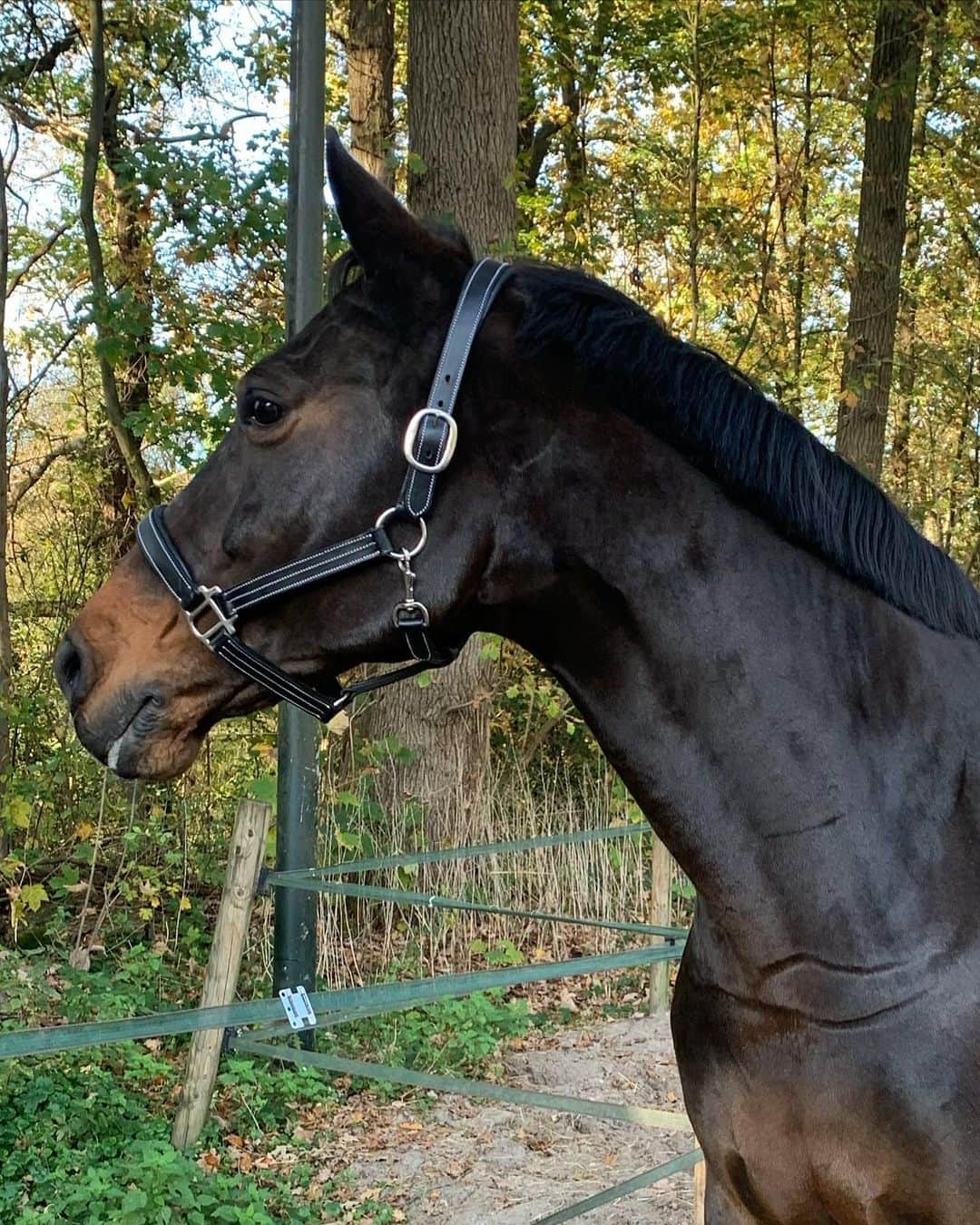 マリヤン・ジョンクマンのインスタグラム：「Dear followers, get ready for a lot of Evi-footage 🐴♥️」