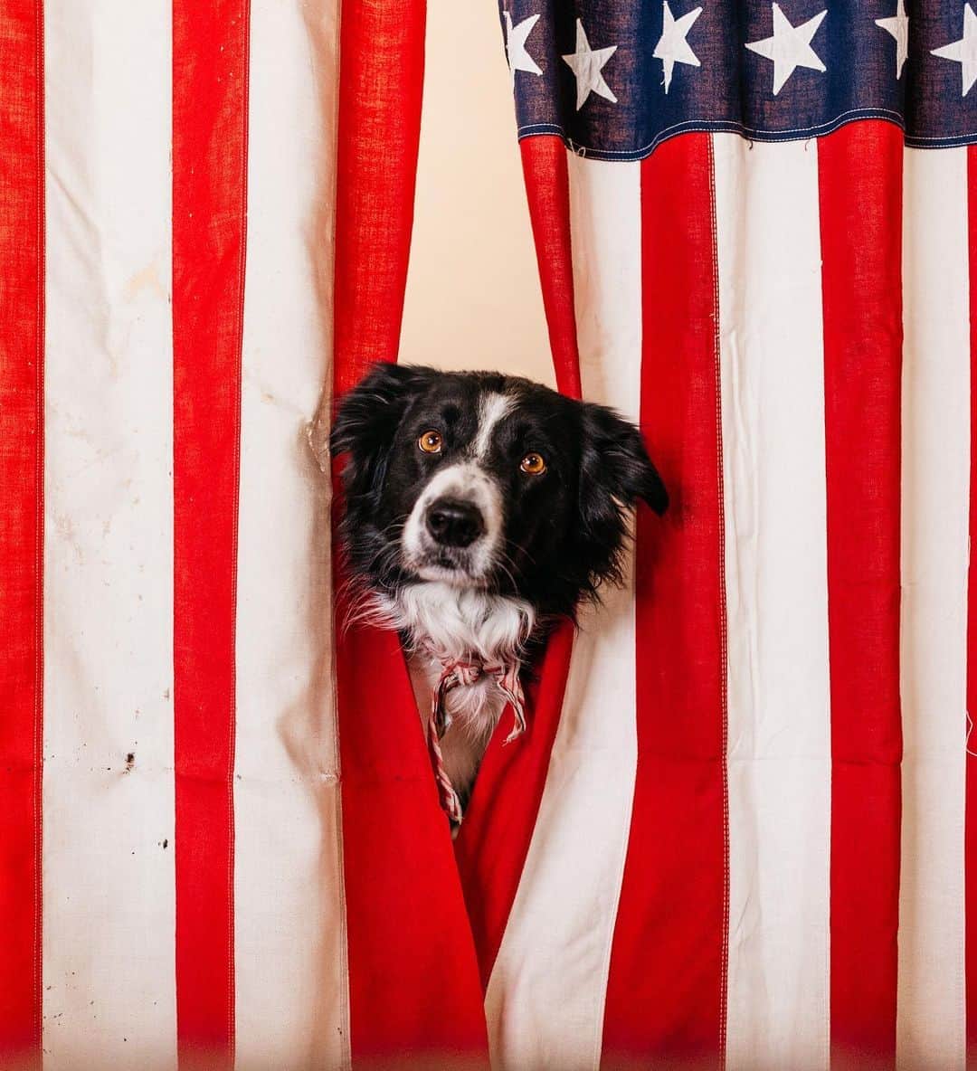 Andrew Knappのインスタグラム：「There’s gonna be a dog in the White House! Way to take a big step, America. ☺️ Celebrating with you!  EDIT: TWO DOGS! Champ and Major!」