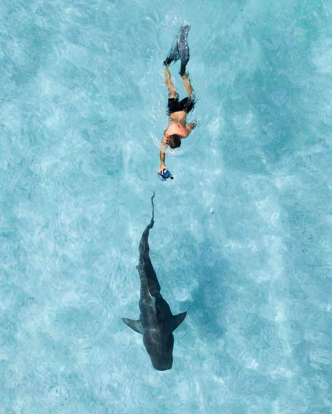 オールバーブラウンさんのインスタグラム写真 - (オールバーブラウンInstagram)「Today we're taking a deep dive to find out why sharks are the most misunderstood creatures in the ocean. Read more as you shop our #Shark capsule (link in bio). 🦈 📷 by @SamLawrencePhoto #DoseOfSun #OrlebarBrown #OBsAroundTheWorld」11月8日 2時39分 - orlebarbrown