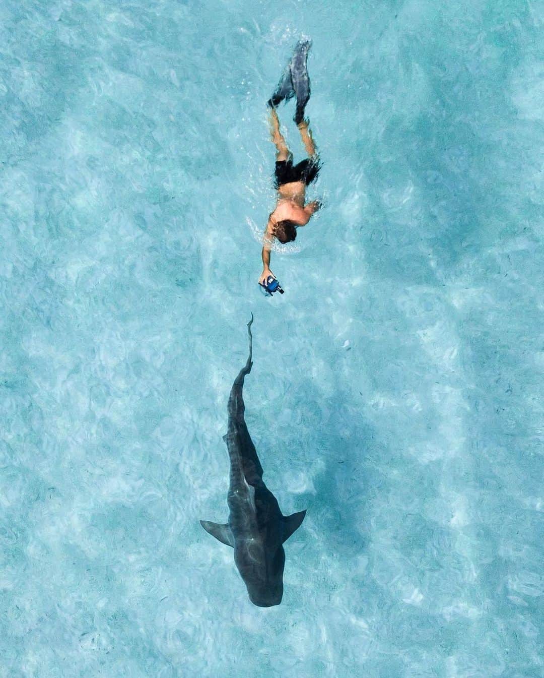 オールバーブラウンのインスタグラム：「Today we're taking a deep dive to find out why sharks are the most misunderstood creatures in the ocean. Read more as you shop our #Shark capsule (link in bio). 🦈 📷 by @SamLawrencePhoto #DoseOfSun #OrlebarBrown #OBsAroundTheWorld」