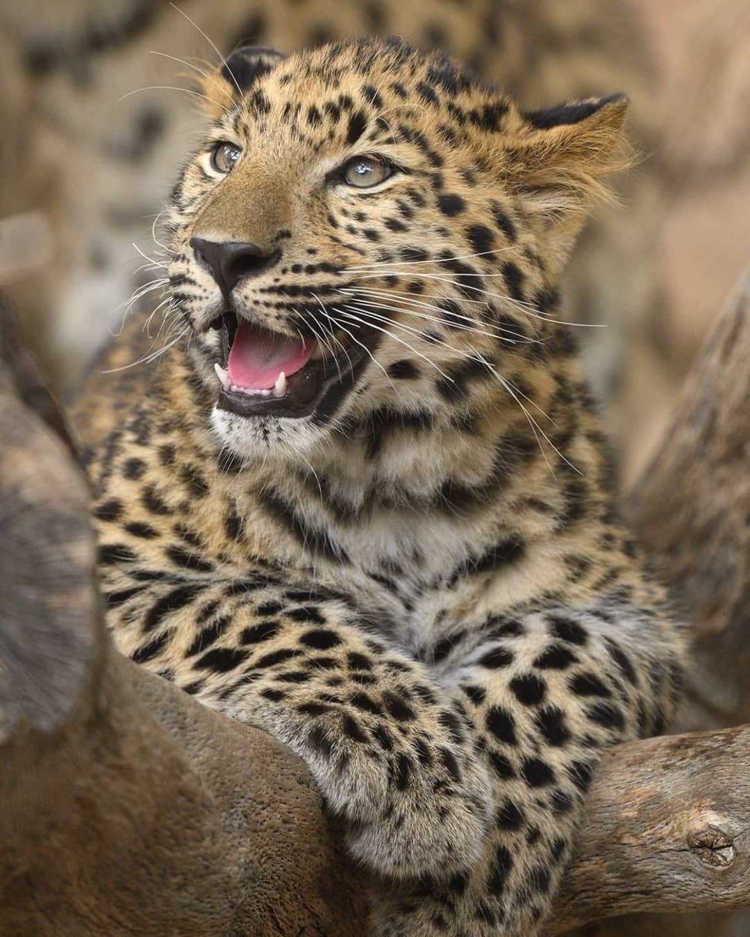 San Diego Zooさんのインスタグラム写真 - (San Diego ZooInstagram)「Smile! 😸 Spread the joy and tag a furend. #SanDiegoZoo #AmurLeopard #SmilesSpottedAtTheZoo #CheerUpLeopardCub 📷 Mike Wilson」11月8日 2時55分 - sandiegozoo