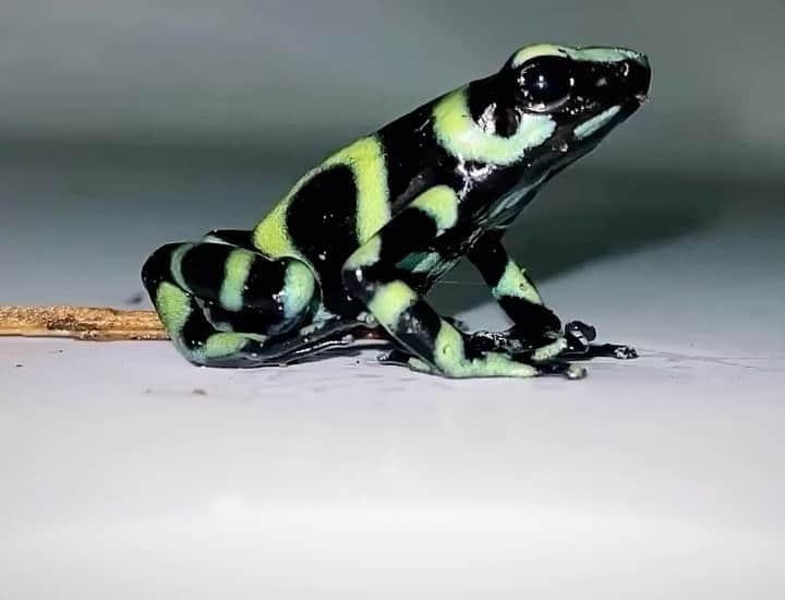 Sarahのインスタグラム：「Today’s visitor 🐸 A poison dart frog decided to chill in my bathtub. Indigenous Emberá people of Colombia have used its powerful poison for centuries to tip their blowgun darts when hunting, hence the genus'」