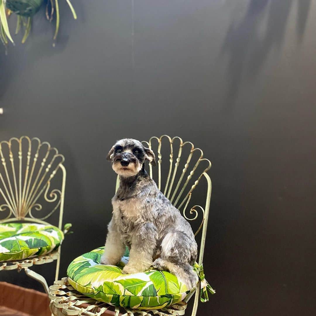 Dogs by Ginaのインスタグラム：「Adorable with a dash of Schnauzer. -Quinn.」