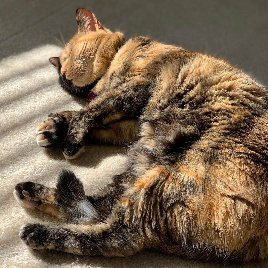 Venus Cat のインスタグラム：「Mom always says when she sees moments like this that in her next life she wants to come back as a cat. ☀️ Anyone else? 😹❤️ #spoiled #catlife #catsinthesun #catsofinstagram #sleepingcat」