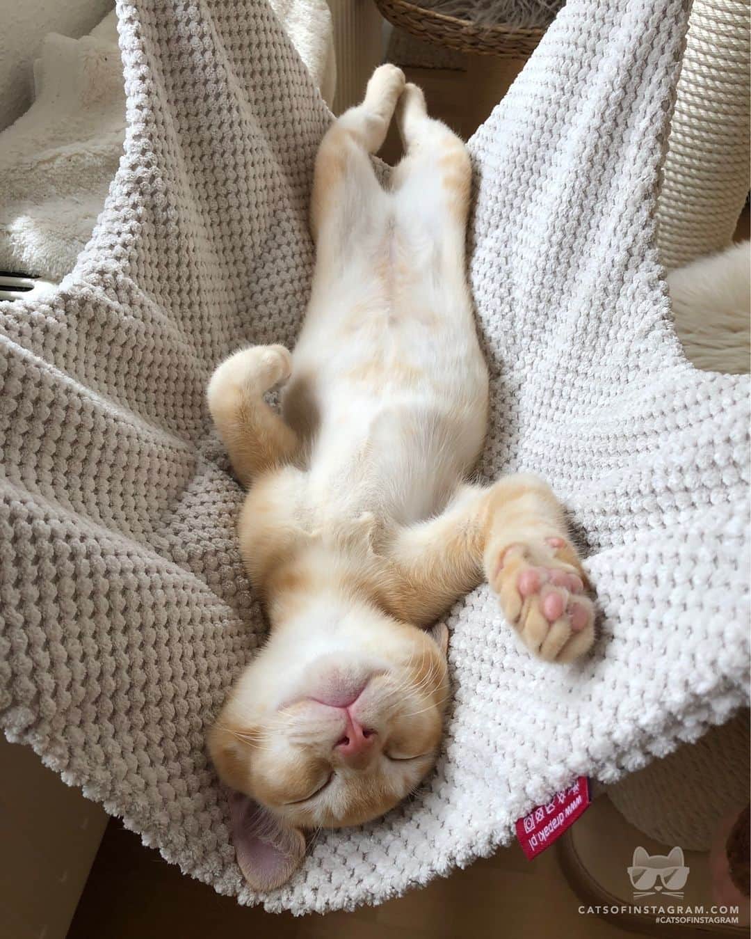 Cats of Instagramさんのインスタグラム写真 - (Cats of InstagramInstagram)「From @burma_family: “Just relaxing. 😎” #catsofinstagram」11月8日 4時05分 - cats_of_instagram