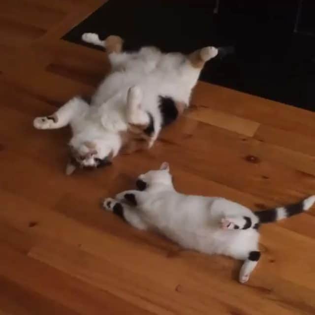 Garyのインスタグラム：「Starring Gus as Nevada and Lucy as Pennsylvania  Video by @emmansophie」