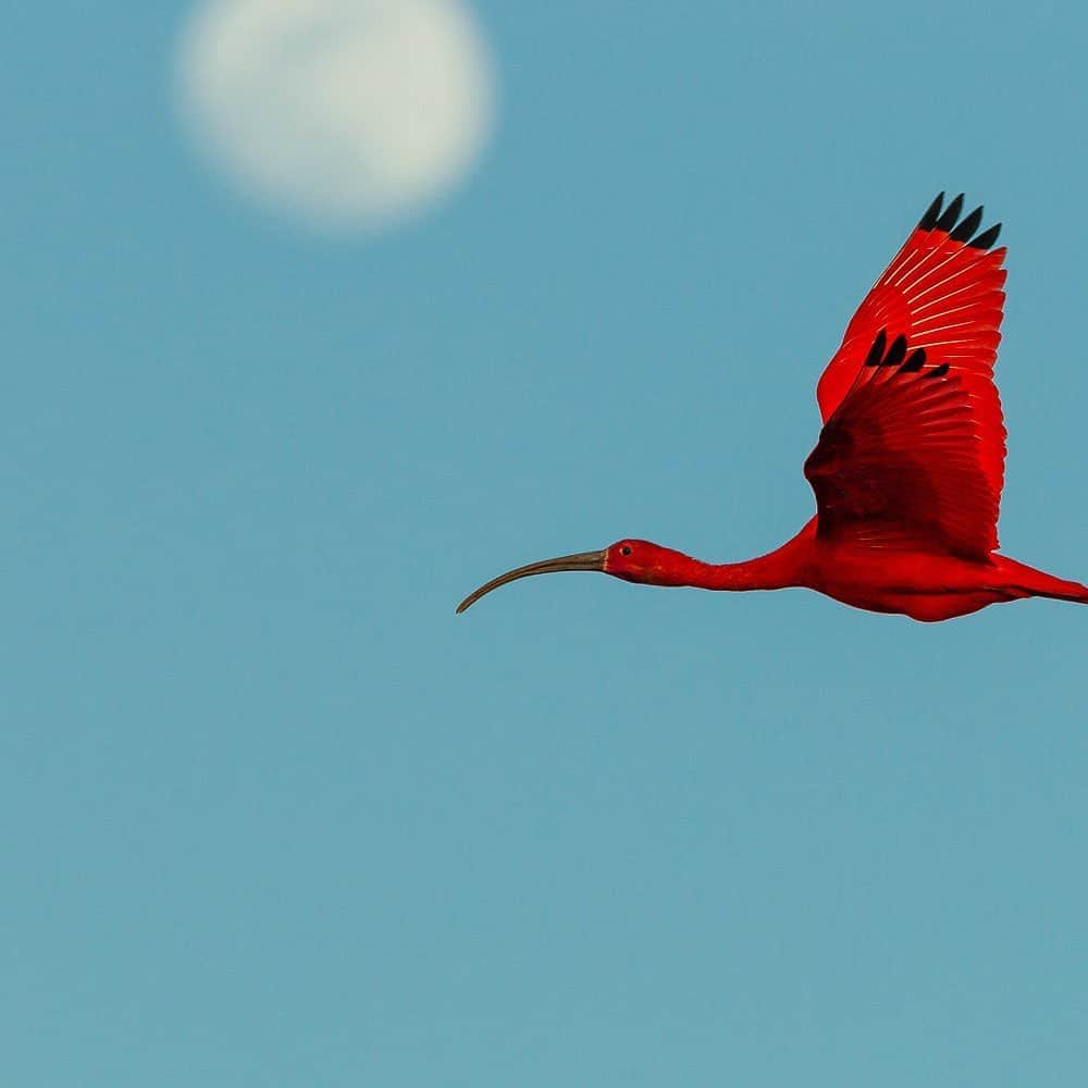 Tim Lamanさんのインスタグラム写真 - (Tim LamanInstagram)「Photo by @TimLaman.  It’s a day for celebration!  Birds have long been a passion of mine, so I wanted to share a personal favorite: “Ibis Moon” - Scarlet Ibises fly past the moon in Venezuela’s Orinoco delta.  Swipe to see the whole image.  Check my feed @TimLaman for a few of my othe top bird images before and after this post. - I have carefully selected a few of my best images from twenty years in the field to offer as limited edition prints in large formats.  You can view that full gallery at my link in bio (www.timlamanfineart.com)  - #Nature #Birds #ScarletIbis #Venezuela #SouthAmerica #fineart」11月8日 5時46分 - timlaman
