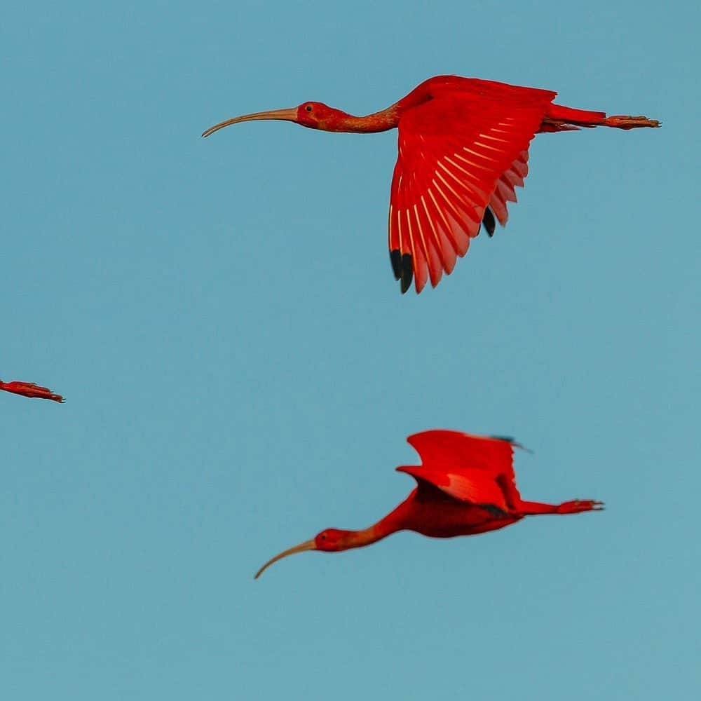 Tim Lamanさんのインスタグラム写真 - (Tim LamanInstagram)「Photo by @TimLaman.  It’s a day for celebration!  Birds have long been a passion of mine, so I wanted to share a personal favorite: “Ibis Moon” - Scarlet Ibises fly past the moon in Venezuela’s Orinoco delta.  Swipe to see the whole image.  Check my feed @TimLaman for a few of my othe top bird images before and after this post. - I have carefully selected a few of my best images from twenty years in the field to offer as limited edition prints in large formats.  You can view that full gallery at my link in bio (www.timlamanfineart.com)  - #Nature #Birds #ScarletIbis #Venezuela #SouthAmerica #fineart」11月8日 5時46分 - timlaman