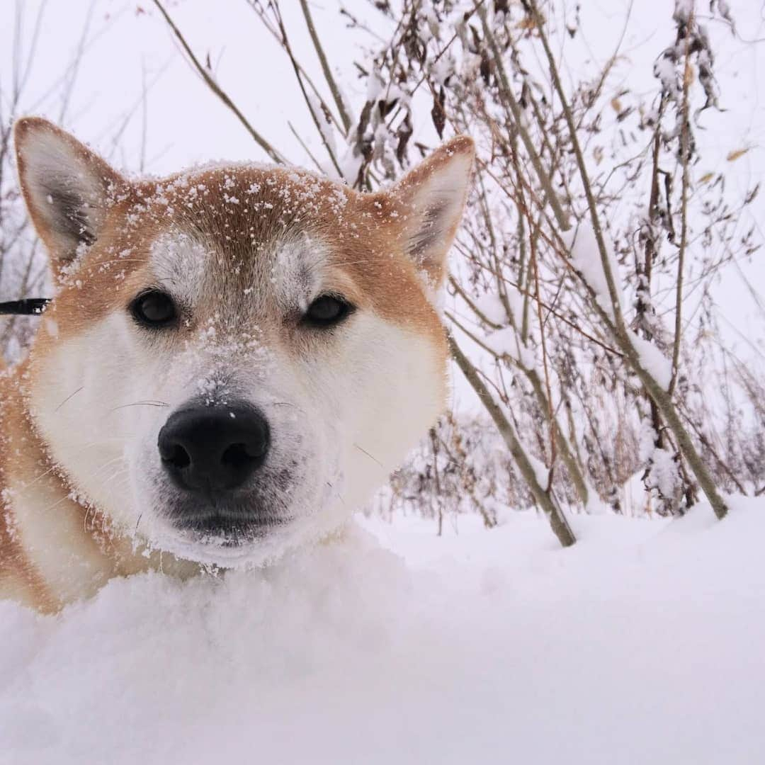 柴犬⭐️サスケのインスタグラム