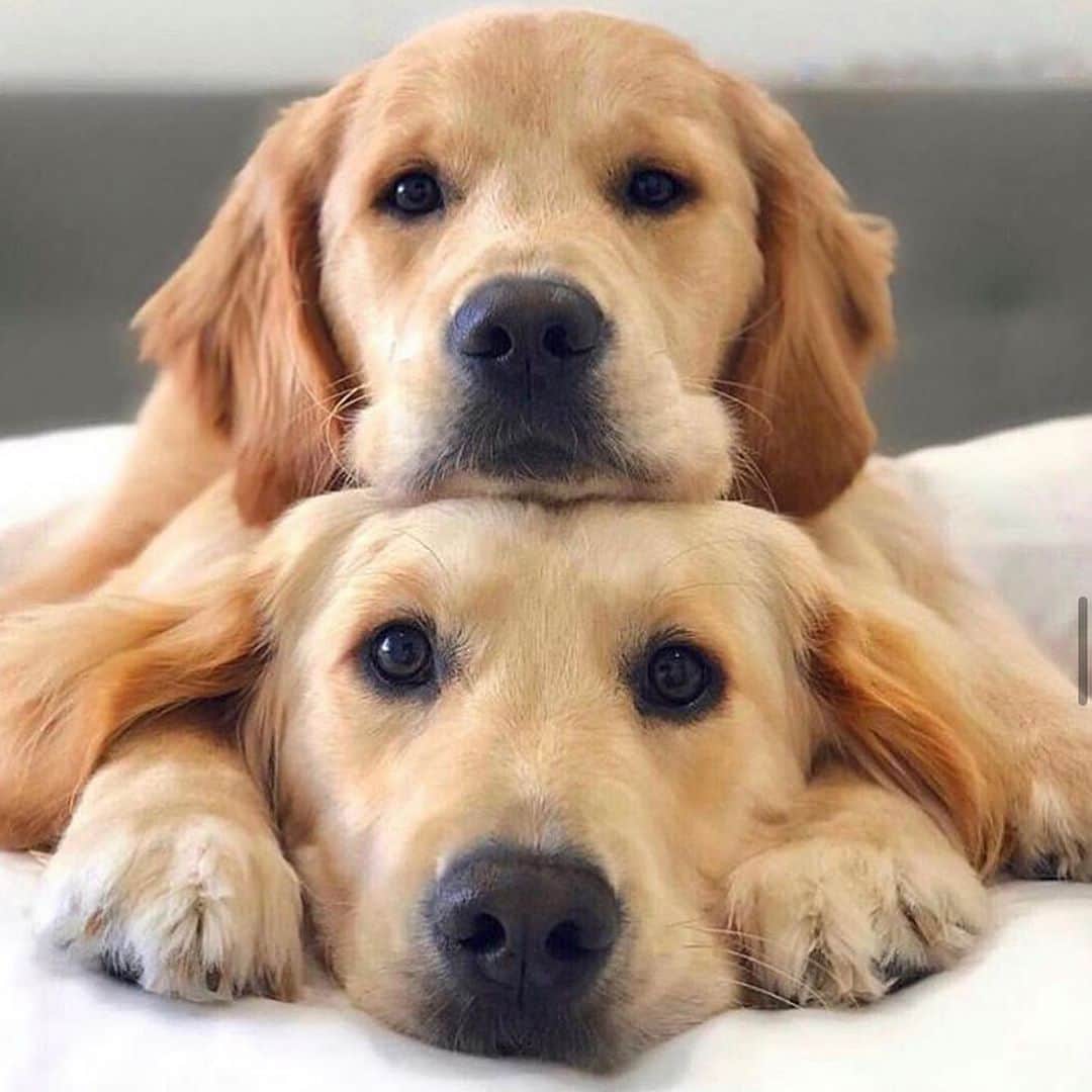 I N S T A B R A I Dのインスタグラム：「My Saturday mood 💙😴🧡 @kylo_and_vader」