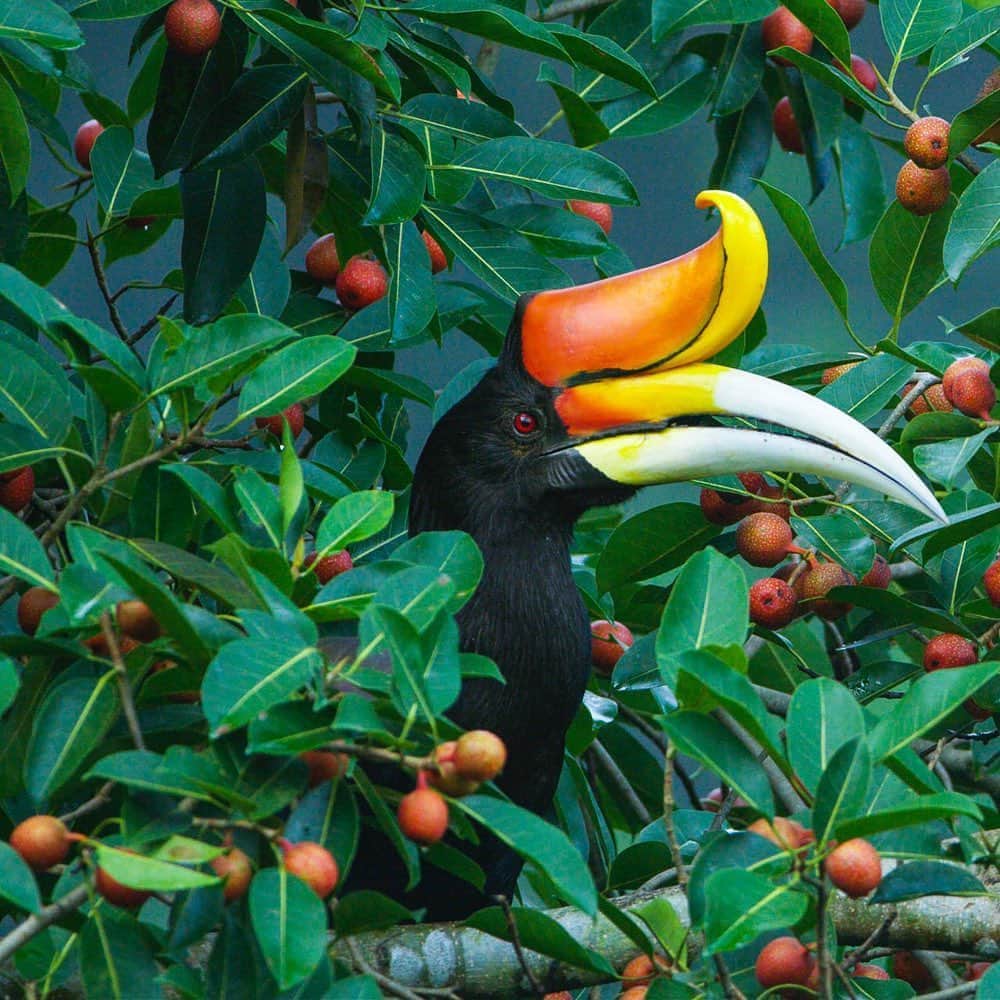 Tim Lamanさんのインスタグラム写真 - (Tim LamanInstagram)「Photo by @TimLaman.  It’s a day for celebration!  Birds have long been a passion, and the Rhinoceros Hornbill is one species I’ve pursued with lots of tree climbing in Borneo and Thailand for many years.  It’s an icon for the preservation of the lowland rainforest.  This shot is from my new Limited Editions selection which you can check out at the link in bio (www.timlamanfineart.com). Also check my recent posts @TimLaman for a few other favorite bird frames! - Swipe to see me up in the canopy in one of my hornbill photo blinds in Thailand. - #Nature #Birds #RhinocerosHornbill #Hornbill #birds #Thailand #fineart」11月8日 5時48分 - timlaman