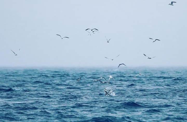 Costa Sunglassesのインスタグラム：「On the blitz. 📷: @saltwater_experience #SeeWhatsOutThere #BornOnTheWater」