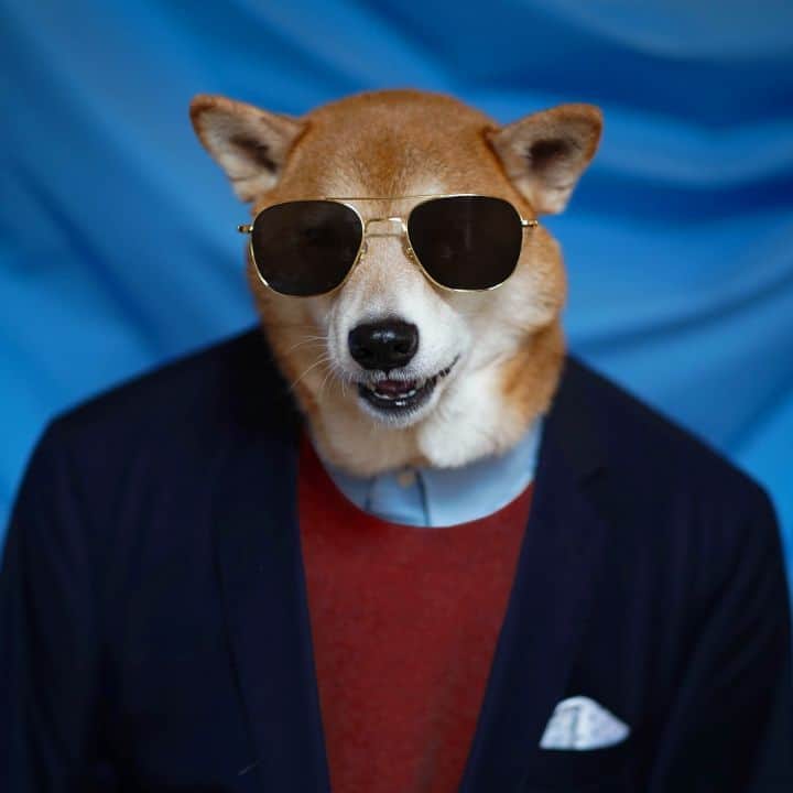 Menswear Dogのインスタグラム：「Congratulations, @joebiden & @kamalaharris on being elected the next President and Vice President of the United States 🇺🇲  "The work ahead of us will be hard, but I promise you this: I will be a President for all Americans- whether you voted for me or not.   I will keep the faith that you have placed in me."   We are ready to unite again #BidenHarris2020」