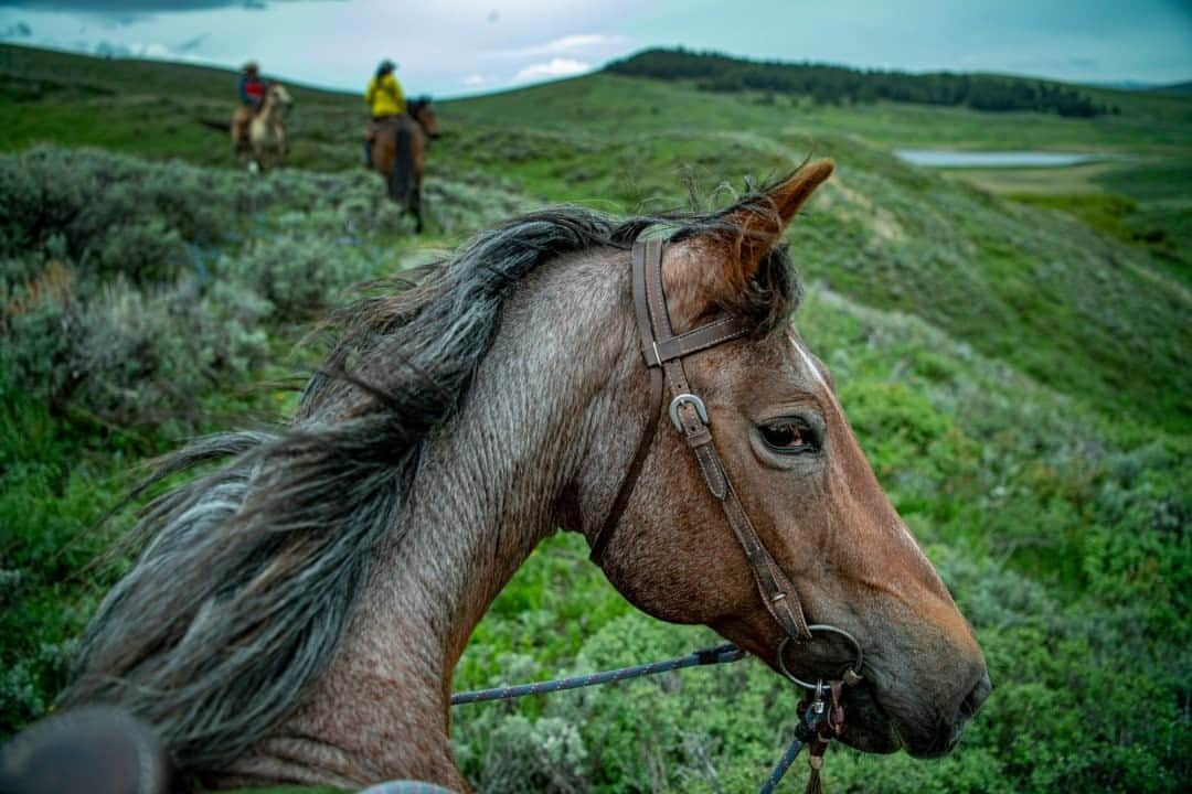 ナショナルジオグラフィックさんのインスタグラム写真 - (ナショナルジオグラフィックInstagram)「Photo by @amivitale / Meet Molly, my trusty companion in Montana's Centennial Valley. Here, people seem to measure worth by how comfortable you are around animals and they  around you. I have seen young toddlers on horseback nestled between mother and mane. By two, they are nuzzling calves. Children learn to throw a rope before they can talk. It's a place where people are shaped by the land and they in turn help shape the land. I hope we can all use this moment to reflect and reimagine a different way forward, where we focus on building a universal trust and we reforge vital connections to each other, in our communities, and with the earth. Follow @amivitale for more stories about connections between humanity and nature. @nature_org @centennialvalleyassociation @thephotosociety #bigskycountry #outwest #horses #montana #conservation」11月8日 8時35分 - natgeo