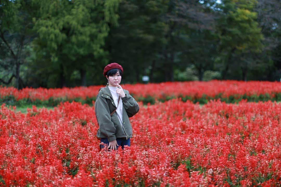 しずかちゃんさんのインスタグラム写真 - (しずかちゃんInstagram)「おはようございます！ ・ 終わりかけのサルビア ・ #温泉モデル#しずかちゃん#公園#散歩#サルビア#花#flower#ポートレート#portrait#model#モデル#写真が好きな人と繋がりたい#旅行#travel#trip#japan#秋#撮られるのが好き#撮影#カメラ」11月8日 8時37分 - ch.shizuka