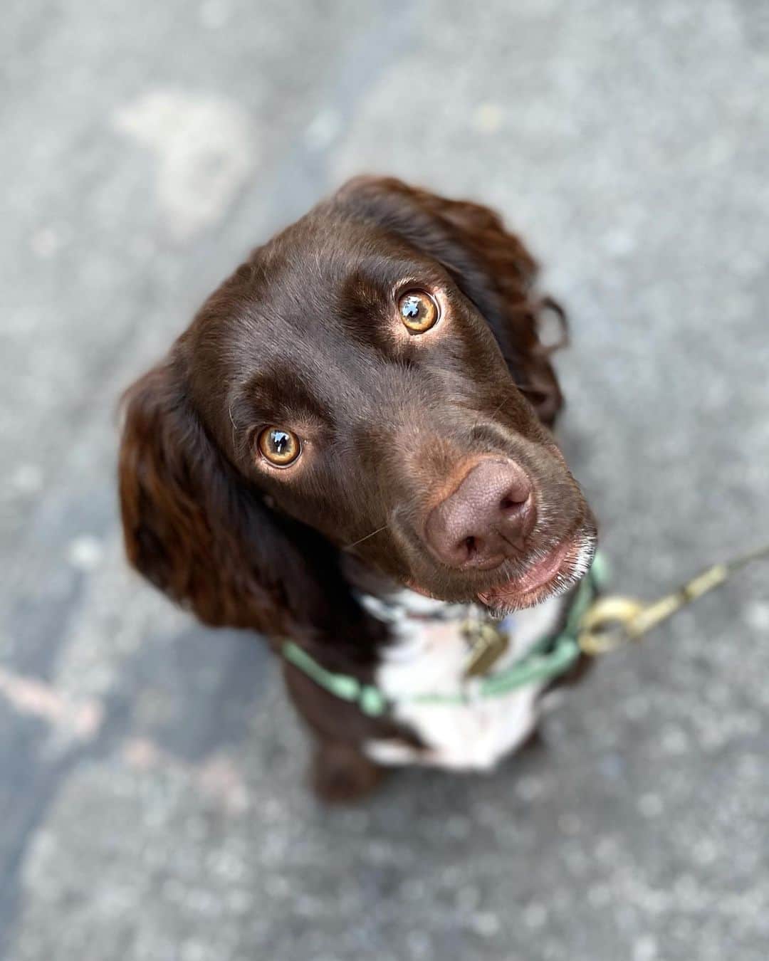 The Dogistさんのインスタグラム写真 - (The DogistInstagram)「Russell, English Cocker Spaniel (11 m/o), Cornelia & Bleecker St., New York, NY • “When he wags his tail his whole butt shakes. People call him ‘wiggles’.” @russellthespaniel」11月8日 8時51分 - thedogist