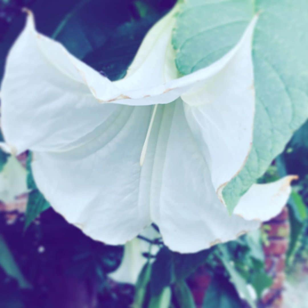 中野敬久さんのインスタグラム写真 - (中野敬久Instagram)「#flower #likeadress #white #hope #sunday」11月8日 8時52分 - hirohisanakano