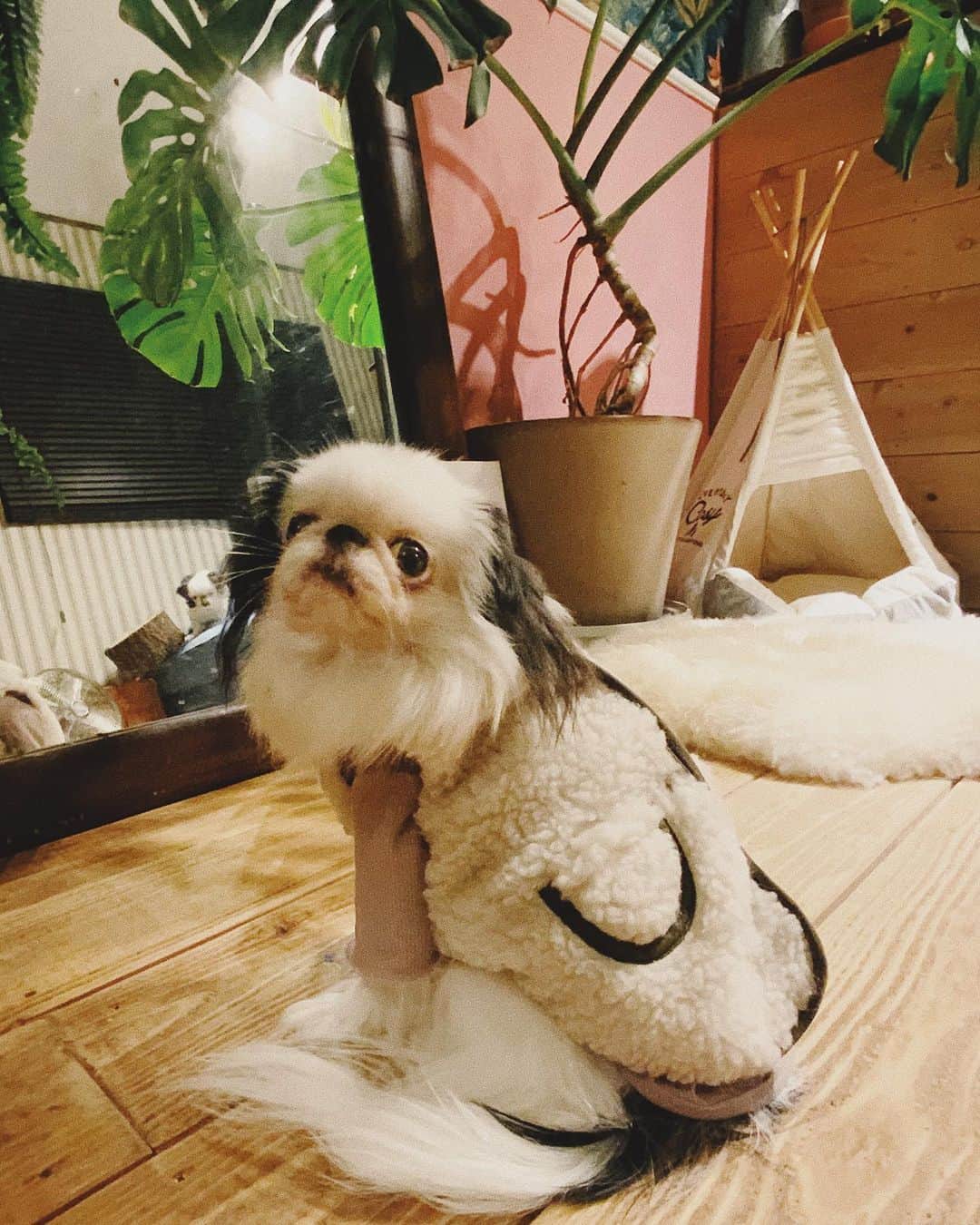 juntowaのインスタグラム：「飼い主もお揃い欲しい。#犬服#ボアジャケット   @moncheri.dog さんの キルティングボアジャケット 可愛すぎますー！ ワンサイズ大きめで 中に重ね着すると可愛さ倍増！」