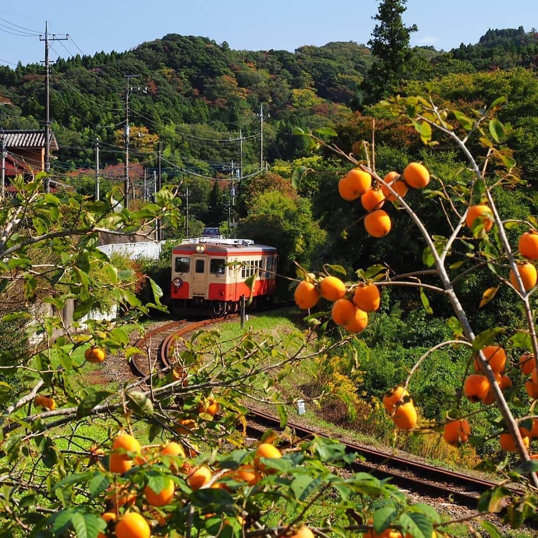 あなたのLOVE CHIBA教えてキャンペーンさんのインスタグラム写真 - (あなたのLOVE CHIBA教えてキャンペーンInstagram)「本日は【らぶちばseason9: @routeinfate さん】の投稿をご紹介📸  いすみ鉄道沿線🛤も秋が深まってきましたね🍂🍁 橙色の柿も美味しそうです🍊  いすみ鉄道では、いすみ酒BAR列車や伊勢海老特急イタリアン列車を運行中🍽 人気のため残席わずかになっているのでご予約はお早めに🤳  【いすみ鉄道公式サイト】 https://www.isumirail.co.jp/  公共交通機関で行くなら「サンキュー❤ちばフリーパス」が利用できます🚆 「サンキュー❤ちばフリーパス」を利用すると、千葉県内のJR線・銚子電鉄・小湊鉄道などの一部の鉄道・路線バス・フェリーが2日間乗り放題に！ ぜひ利用してみてくださいね。  【サンキュー❤ちばフリーパス公式サイト】 https://maruchiba.jp/miryoku/marugoto/39freepass.html  --------------------------- ／ Season9スタート！ 募集期間：2021年3月31日まで ＼  千葉県の魅力あふれるラブちば写真を投稿して、 プレゼントをGETしよう！！ 毎月30名様に、チーバくんグッズや千葉県の特産品が当たります✨  応募方法： Instagram応募とWebフォーム応募の2種類。  プレゼントはプロフィール欄のリンクから 公式サイト（https://love-love-chiba.jp/）でチェック！  公式サイトからフォーム投稿方法▼ https://love-love-chiba.jp/entry  Instagram投稿方法▼ ①公式Instagramアカウント『@love.love.chiba』をフォロー ②２つのハッシュタグをつけて、千葉の魅力あふれる写真をシェア #らぶちば9に応募 . 希望するプレゼントをどれか一つハッシュタグでつける #チバザビーフ #銚子つりきんめ #野菜ボックス #チーバくんリュック . （例） 館山市の〇〇海岸の景色がとってもきれい！ 夕暮れどきもおすすめだよ♪ #らぶちば9に応募　#チーバくんリュック ＊ ＊ ＜千葉県を旅行される皆さまへ＞ 旅先でも、人との距離の確保や、マスクの着用、手洗い、「3つの密」を避けるなど、「新しい生活様式」を実践し、 県内を観光していただきますようお願いします。 *  #らぶちば #loveloveCHIBA #いすみ鉄道 #isumirailway #なにもある #夷隅いいとこ #上総中野駅 #らぶちば #虹色こまち #千葉県 #柿 #鉄道風景写真 #鉄道風景写真好きな人と繋がりたい #オリンパスomdem1mak2  #写真好きな人と繋がりたい」11月8日 18時50分 - love.love.chiba