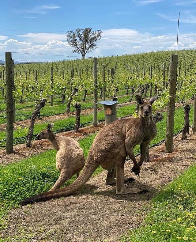 Australiaさんのインスタグラム写真 - (AustraliaInstagram)「“You check the left and I’ll take the right.” @thelanevineyard is lucky to have such cute quality control experts 🍷🦘 This vineyard is one of many delightful wineries in the @visitadelaidehills, a beautiful part of @southaustralia that's home to top-notch scenery, food, and wine. One of the best ways to experience the region is on the #EpicureanWay road trip. Some notable stops on your foodie journey are @darenbergwine, @currantshed, @sevenhillwines, @applewooddistillery, @beerenbergfarm, and @woodsidecheese. For more tasty tips about this area check out the link in our bio! #seeaustralia #SeeSouthAustralia #visitadelaidehills」11月8日 19時00分 - australia
