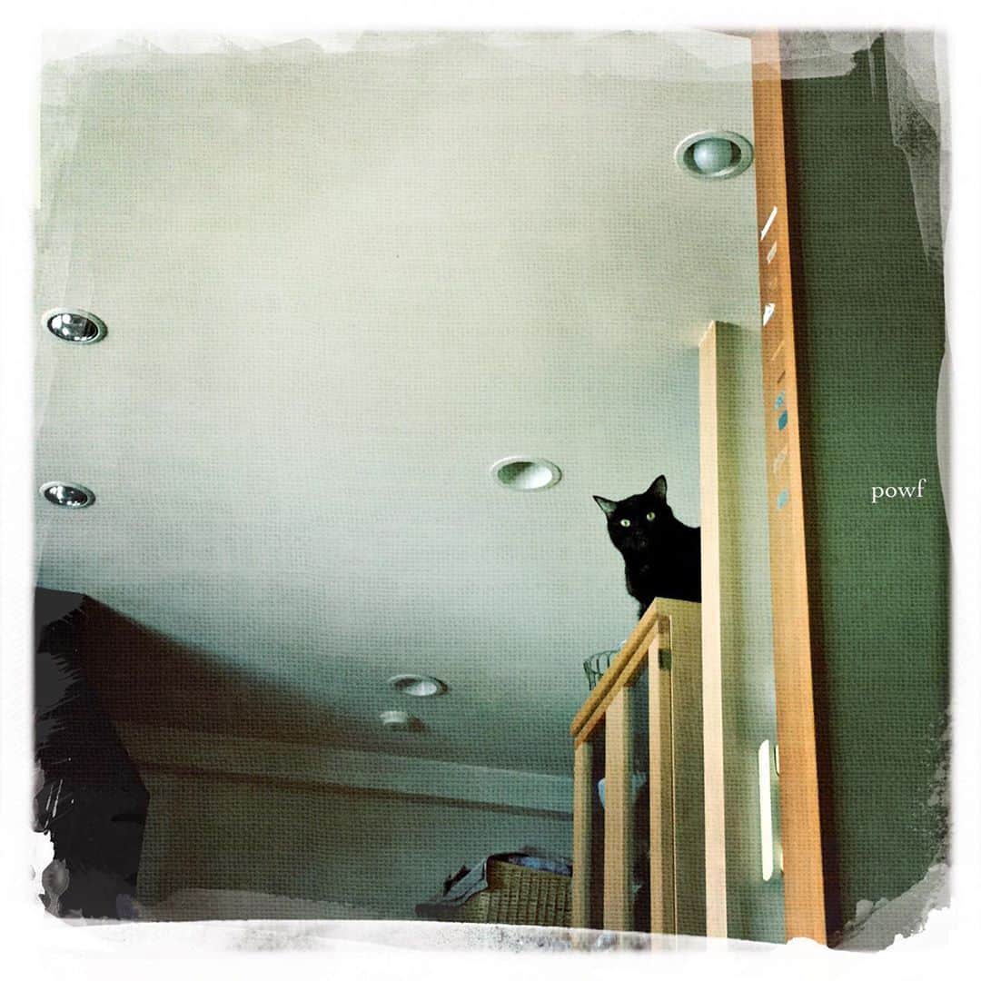anemone_69のインスタグラム：「. #食器棚の上 . . #ハカセとキョウジュ #blackcat #黒猫 #cat #猫 #保護猫 #DreamCanvas_powf . . .」