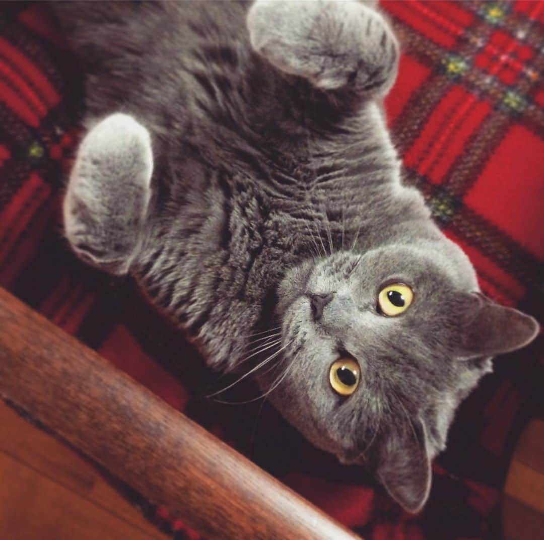 チキン南蛮カレーのルウ王子のグルメインスタ