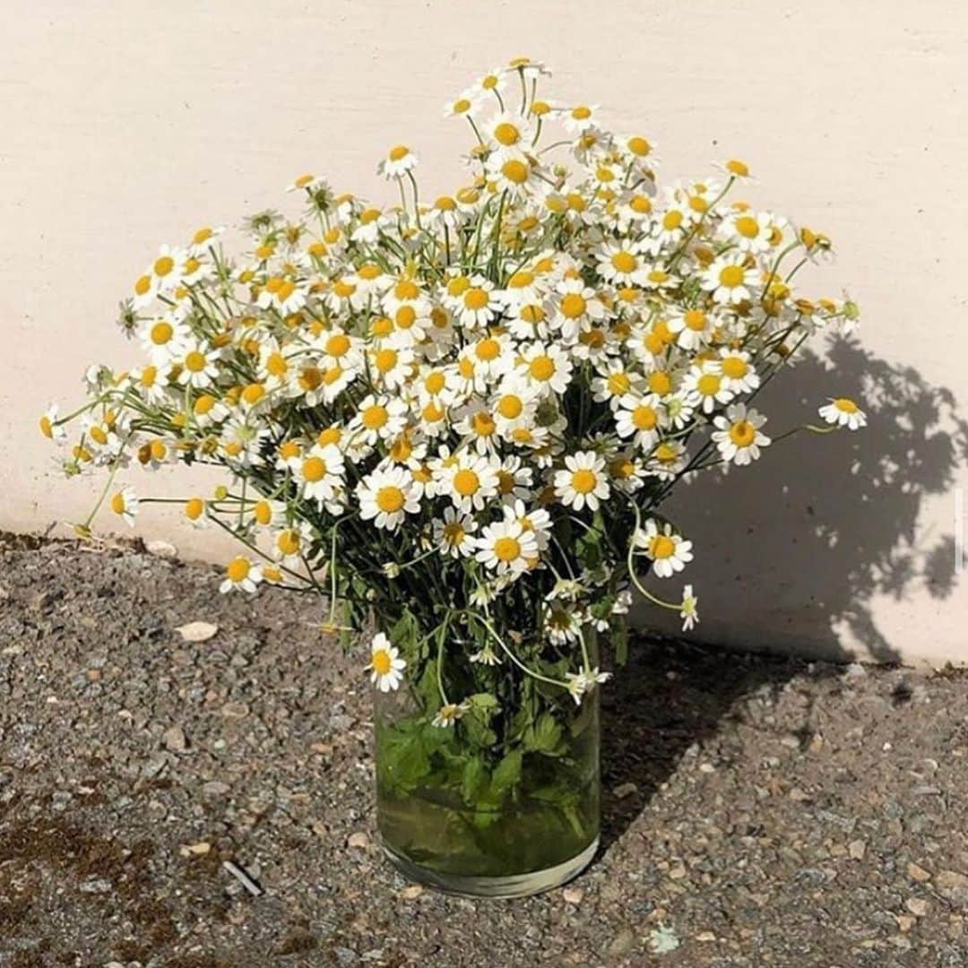 The Horseさんのインスタグラム写真 - (The HorseInstagram)「Daisies in the sun ☀️  Through the lens of @amberly_holman」11月8日 18時59分 - the_horse