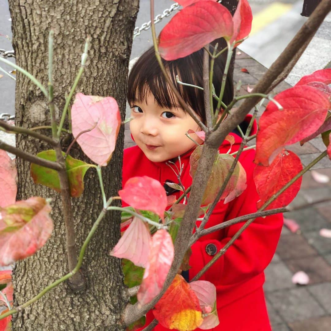 石塚錬さんのインスタグラム写真 - (石塚錬Instagram)「. 👦💬「ボク、紅葉しました🍁🧣」 #見ごろですよ☺️❣️ . 👦💬「I turned red 🍁🧣」 #It's in full bloom ☺️❣ . #ダッフルコート #赤い #秋 #冬 #Dufflecoat #red #autumn #winter #레드　#가을　#레드　#겨울 #เสื้อโค้ท #แดง #ฤดูหนาว #ฤดูหนาว #Mantelwol #Merah #musimdingin #musimgugur #涂层 #石塚錬 #成長日記 #ishizukaren #renishizuka #이시즈카렌」11月8日 18時59分 - ishizuka_ren