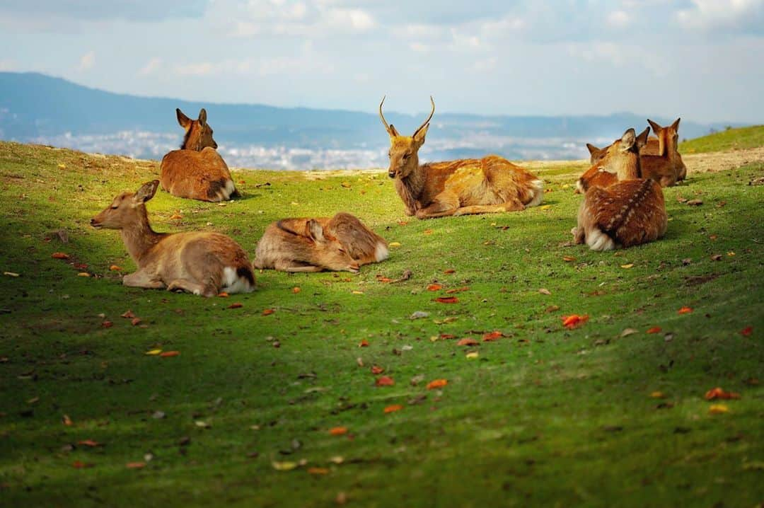 kyoko_zzzのインスタグラム：「Relaxing field . #若草山」