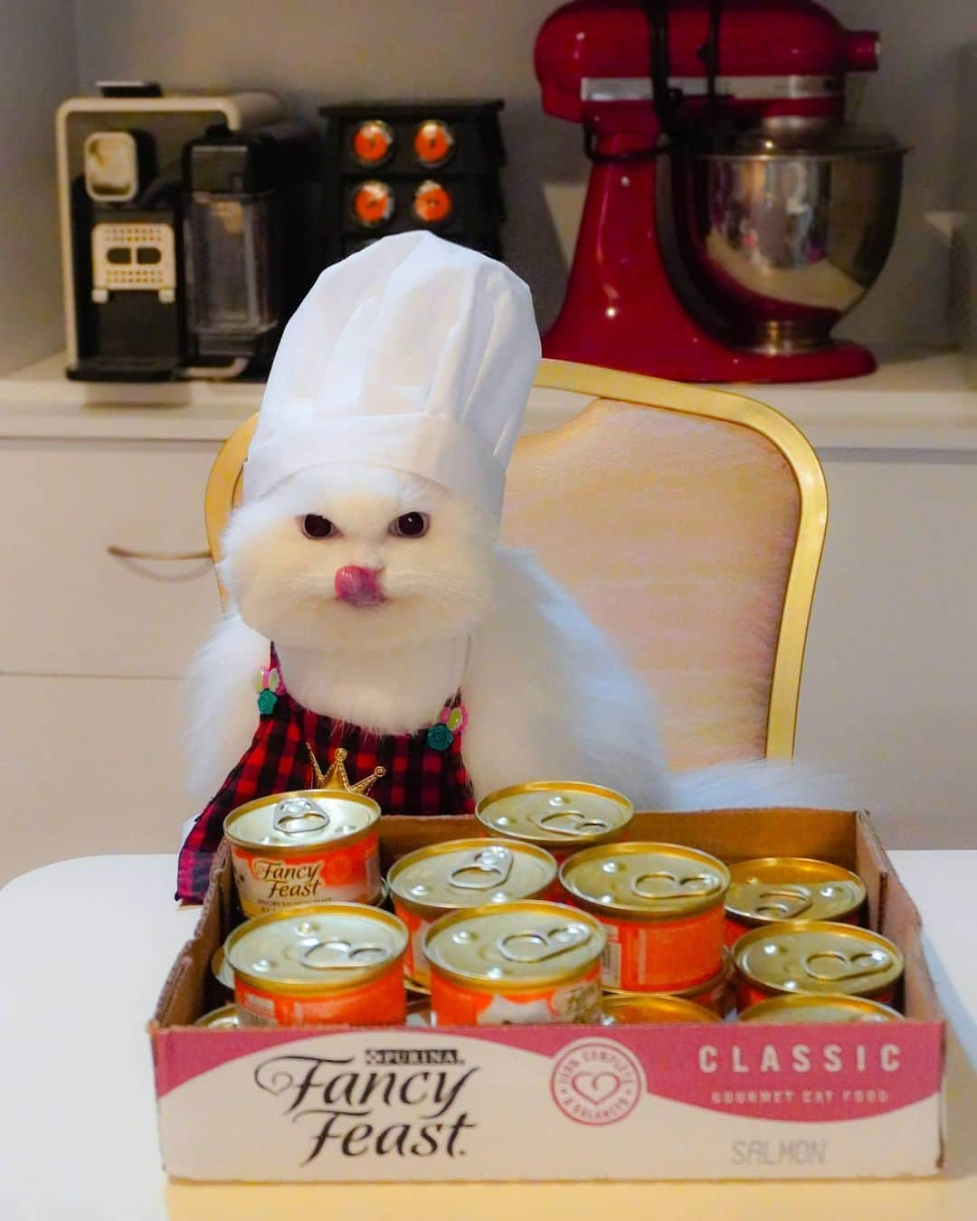 Kenshin & Chloeyさんのインスタグラム写真 - (Kenshin & ChloeyInstagram)「👩‍🍳 #Masterchef Kyokyo ♥️#catchef#fancyfeast」11月8日 19時27分 - kitty.chloeykenshin