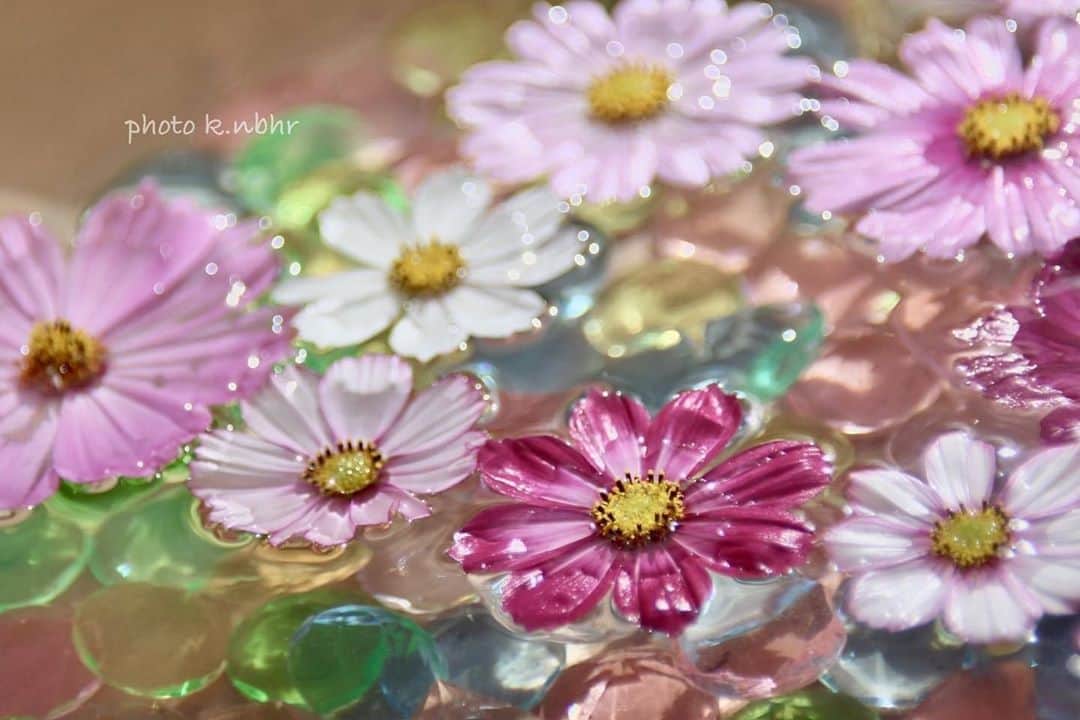 花の写真館のインスタグラム：「Photo by @p.k.nbhr_.⠀ https://instagram.com/p.k.nbhr_/⠀ .⠀ Original Post[投稿いただいたURL]⠀ https://www.instagram.com/p/CGYYIEYgLrx/⠀ .⠀ 本アカウントは、 #私の花の写真 をつけてInstagramに投稿された皆さまの花の写真や、「花の写真館」Facebookページで投稿された花の写真を紹介します。⠀ 「花の写真館」Facebookページは、「 @floral.photograph 」のプロフィールにあるURLからご覧ください。⠀ .⠀ ※各自、政府、自治体など公的機関の指示に従った行動をお願いします。⠀⠀ 東京カメラ部および分室では、写真を「見る楽しみ」を提供することを通して、微力ながら皆様にわずかな時間でも癒しをお届けしたいと思っております。⠀ ※本アカウントは東京カメラ部がFacebook、Instagramのサービスを利用して運営しているもので、Facebook社・Instagramとは一切関係ありません。⠀ .⠀ #花の写真館 #floralphotograph #floralphoto #flower #flowers⠀ Follow: @floral.photograph」