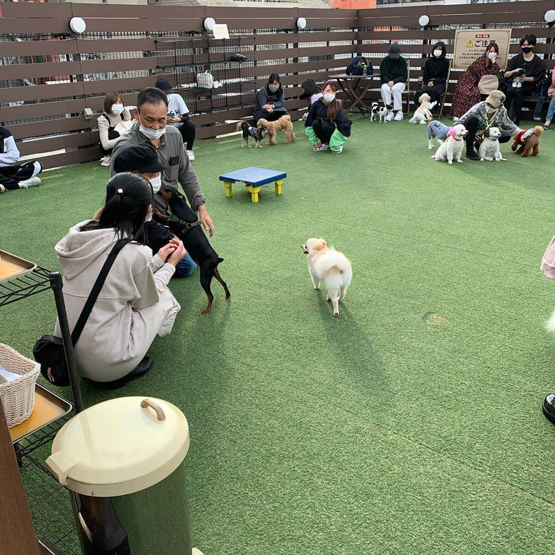 ひらのっちさんのインスタグラム写真 - (ひらのっちInstagram)「愛犬ヴィレッジ東新宿店🐶犬と撮れるプリクラ❣️わんこブッフェ🍽ドッグラン🐩 #ドッグラン #トイプードル #チワックス #愛犬ヴィレッジ #愛犬ヴィレッジ東新宿店 #犬好きな人と繋がりたい」11月8日 19時34分 - hiranocchi