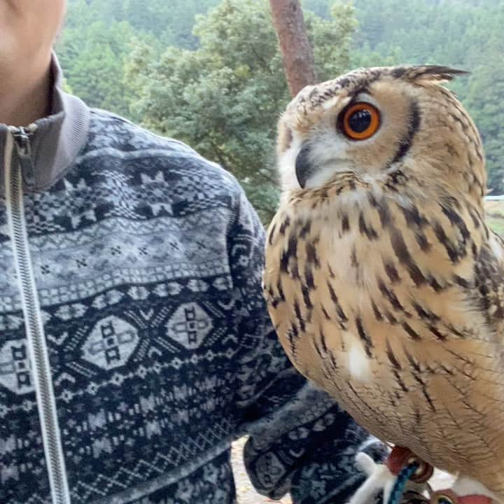 GEN3 Owlのインスタグラム：「お散歩 / Walking #owl #owlgaru」