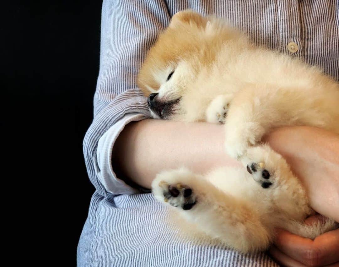 Ella Chuffyのインスタグラム：「Sleeping in mommy’s arm is the best!! How’s your Sunday nap?? #nappinghard #ｓｕｎｄａｙｍｏｏｄ #ellachuffy #nap #portrait #pomeranian」