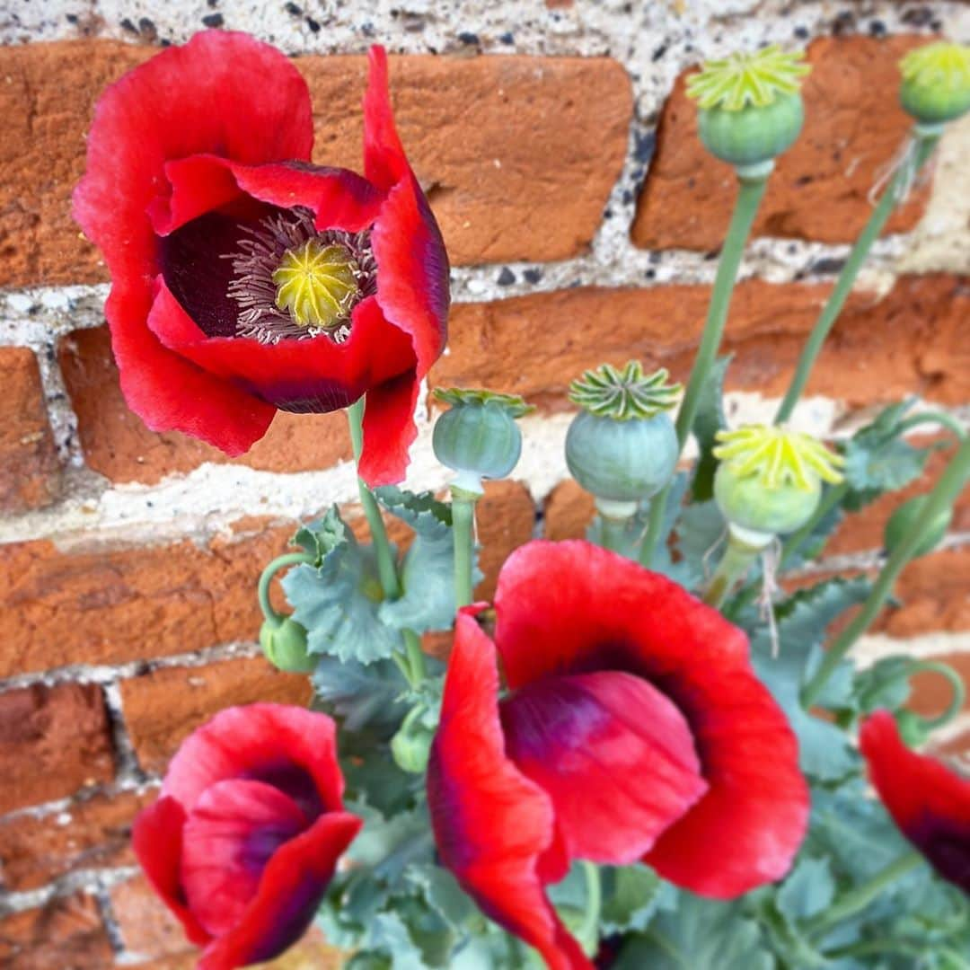 ジェイミー・オリヴァーさんのインスタグラム写真 - (ジェイミー・オリヴァーInstagram)「#remembrancesunday」11月8日 19時43分 - jamieoliver