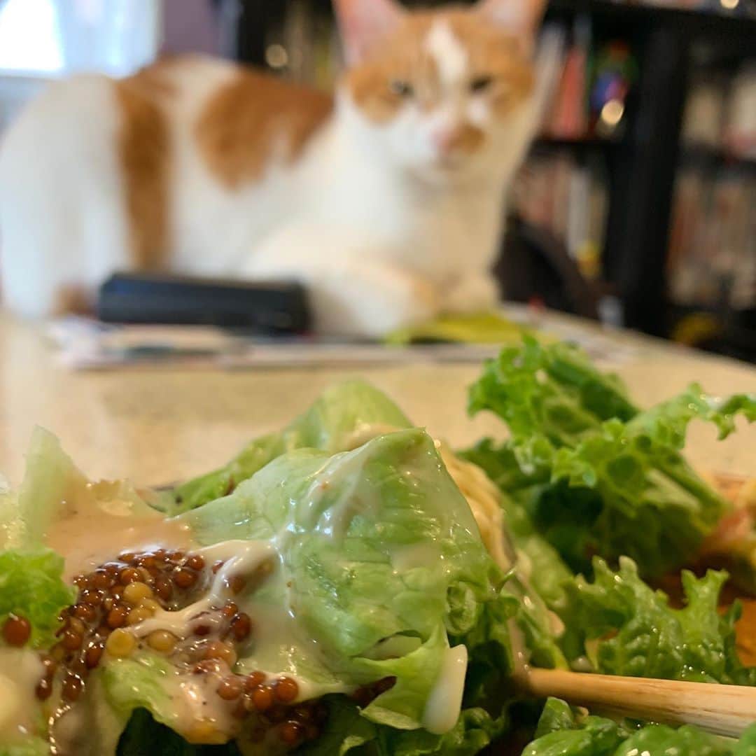 Kachimo Yoshimatsuさんのインスタグラム写真 - (Kachimo YoshimatsuInstagram)「朝食 Breakfast  #うちの猫ら #oinari #猫 #ねこ #cat #ネコ #catstagram #ネコ部 http://kachimo.exblog.jp」11月8日 11時29分 - kachimo
