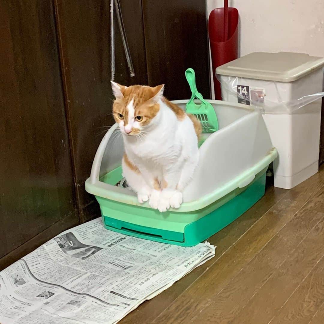 Kachimo Yoshimatsuさんのインスタグラム写真 - (Kachimo YoshimatsuInstagram)「おいなりちゃんは、誰のトイレでも平気。 （これは1階のココアのトイレ） たくましいなあ。  #うちの猫ら #oinari #猫 #ねこ #cat #ネコ #catstagram #ネコ部 http://kachimo.exblog.jp」11月8日 11時39分 - kachimo