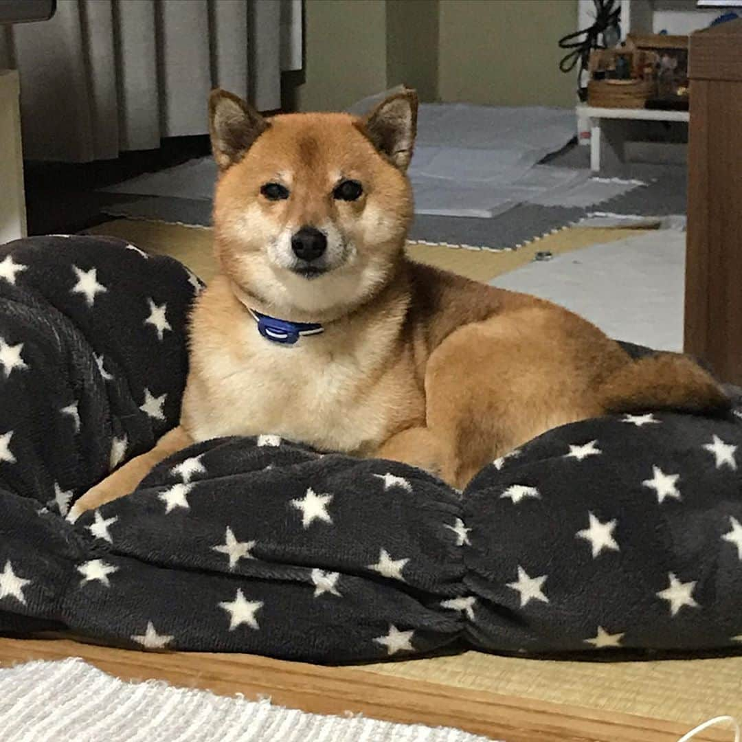 柴犬はなこ Shibainu Hanakoさんのインスタグラム写真 - (柴犬はなこ Shibainu HanakoInstagram)「家の中で1番ふかふかな場所に落ち着き、必死に眠気と戦うはなこ🐶zzz #shiba #dog #shibainu #犬 #柴犬 #しまほい #睡魔 #しりあがり寿　NHKで対談してた📺」11月8日 11時42分 - kiki_beee