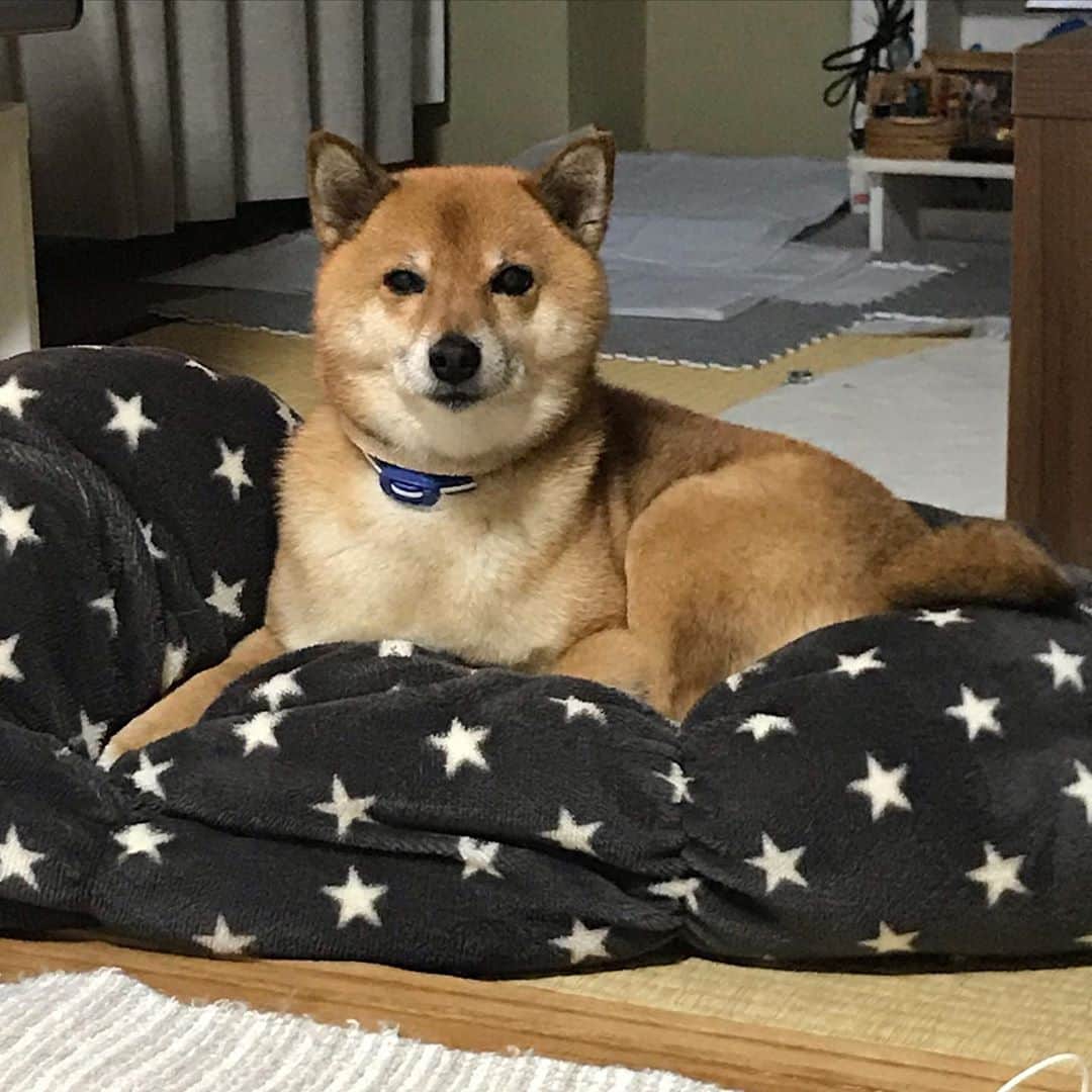 柴犬はなこ Shibainu Hanakoのインスタグラム：「家の中で1番ふかふかな場所に落ち着き、必死に眠気と戦うはなこ🐶zzz #shiba #dog #shibainu #犬 #柴犬 #しまほい #睡魔 #しりあがり寿　NHKで対談してた📺」
