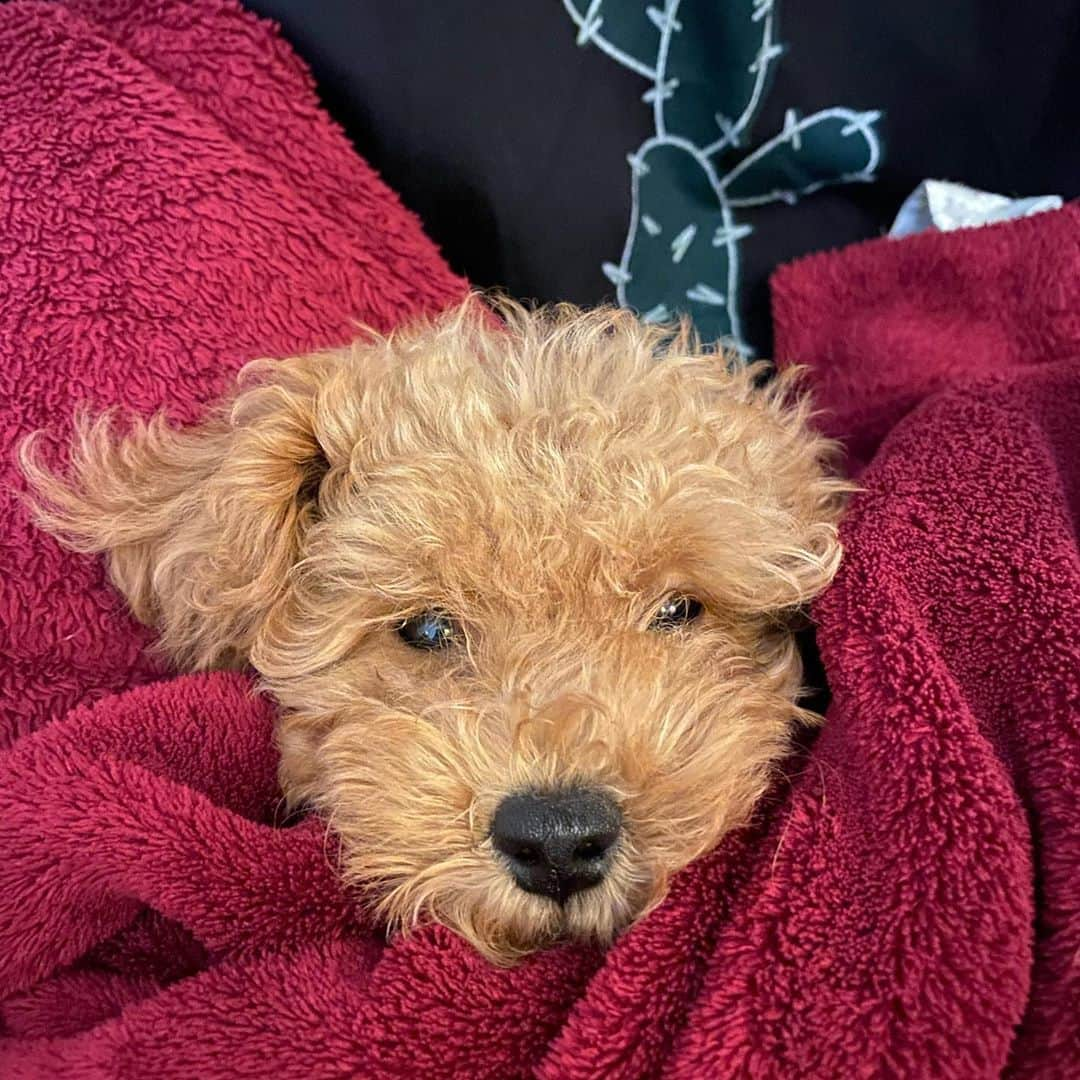 ミーガン・ヤングさんのインスタグラム写真 - (ミーガン・ヤングInstagram)「Cuteness overload from Soba Doba because it’s her 1st birthday! When Mikael first told me that he wanted to get a dog I was against the idea because I didn’t think we could take care of one! 🤭 But I’m so happy we finally pushed through and got Soba because I think she’s preparing us... to learn how to take care of others 😋 She had to stay at home while we’re on this work trip because pets aren’t allowed at our accommodation but we’ll be able to see her in 10 days!!! 🎂 Happy birthday Soba! And also happy birthday to my sister @lo_young hahaha labyu!!! #sobadobadaez #dogsofinstagram #toypoodle」11月8日 11時51分 - meganbata