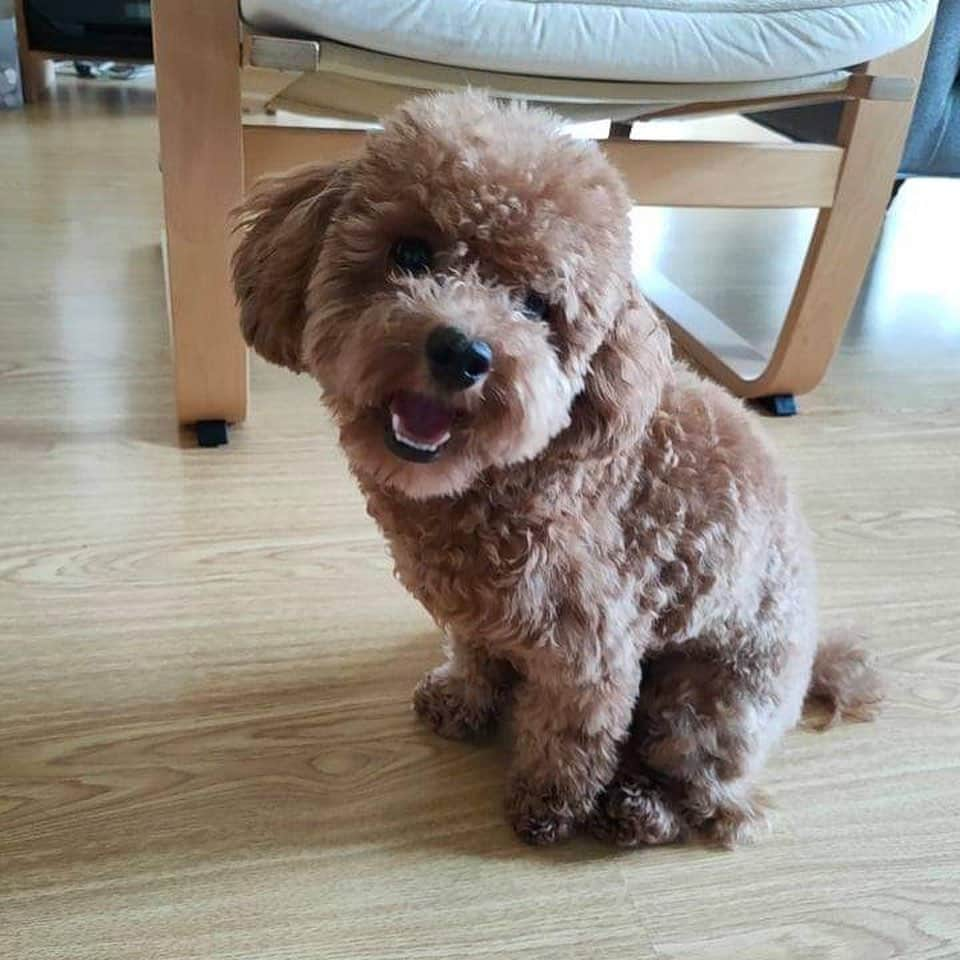 ミーガン・ヤングさんのインスタグラム写真 - (ミーガン・ヤングInstagram)「Cuteness overload from Soba Doba because it’s her 1st birthday! When Mikael first told me that he wanted to get a dog I was against the idea because I didn’t think we could take care of one! 🤭 But I’m so happy we finally pushed through and got Soba because I think she’s preparing us... to learn how to take care of others 😋 She had to stay at home while we’re on this work trip because pets aren’t allowed at our accommodation but we’ll be able to see her in 10 days!!! 🎂 Happy birthday Soba! And also happy birthday to my sister @lo_young hahaha labyu!!! #sobadobadaez #dogsofinstagram #toypoodle」11月8日 11時51分 - meganbata