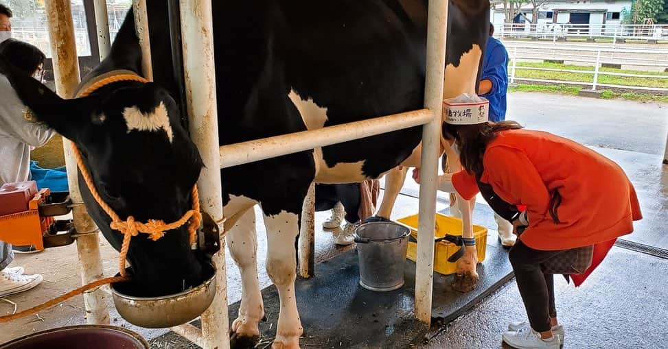 加藤未唯さんのインスタグラム写真 - (加藤未唯Instagram)「おうしさん🐄🐮🌱 初めての#乳搾り 🥛 #淡路島 #淡路島牧場 #牛」11月8日 11時57分 - miyukato1121