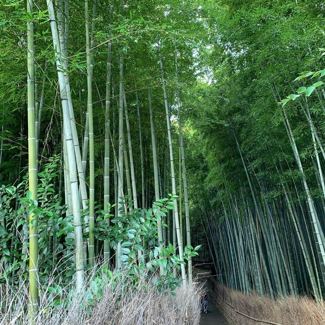 田中啓太さんのインスタグラム写真 - (田中啓太Instagram)「京都ep2 嵐山編 嵯峨野トロッコ列車🛤  保津川下り🏞  竹林🎋  世界遺産 天龍寺⛰  どこも素晴らしい。 YouTubeで紹介しているので是非ご覧下さい👀  ✔️YouTube https://youtu.be/90CkouRa8UE」11月8日 12時23分 - kt_keita_tanaka