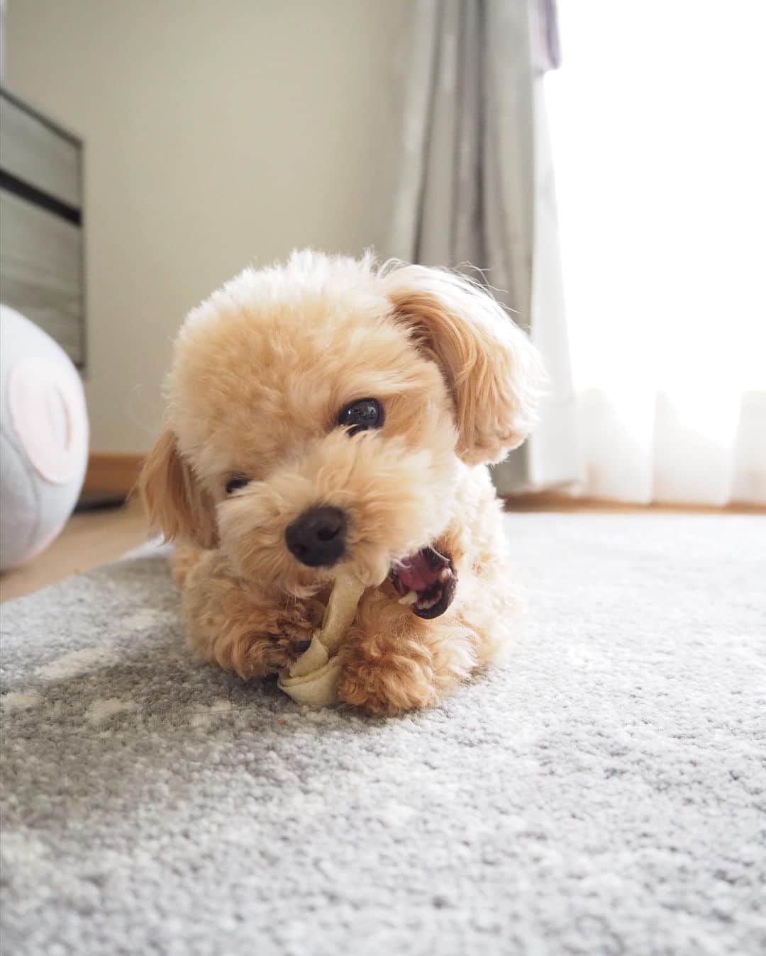 くるみたんさんのインスタグラム写真 くるみたんinstagram この形の骨が牛の皮だということを最近知りました カミカミする日曜 当然1回でなくなるわけなく 何日も放置されてます 汚くなったらポイして次のやつに交換 プードル トイプードル